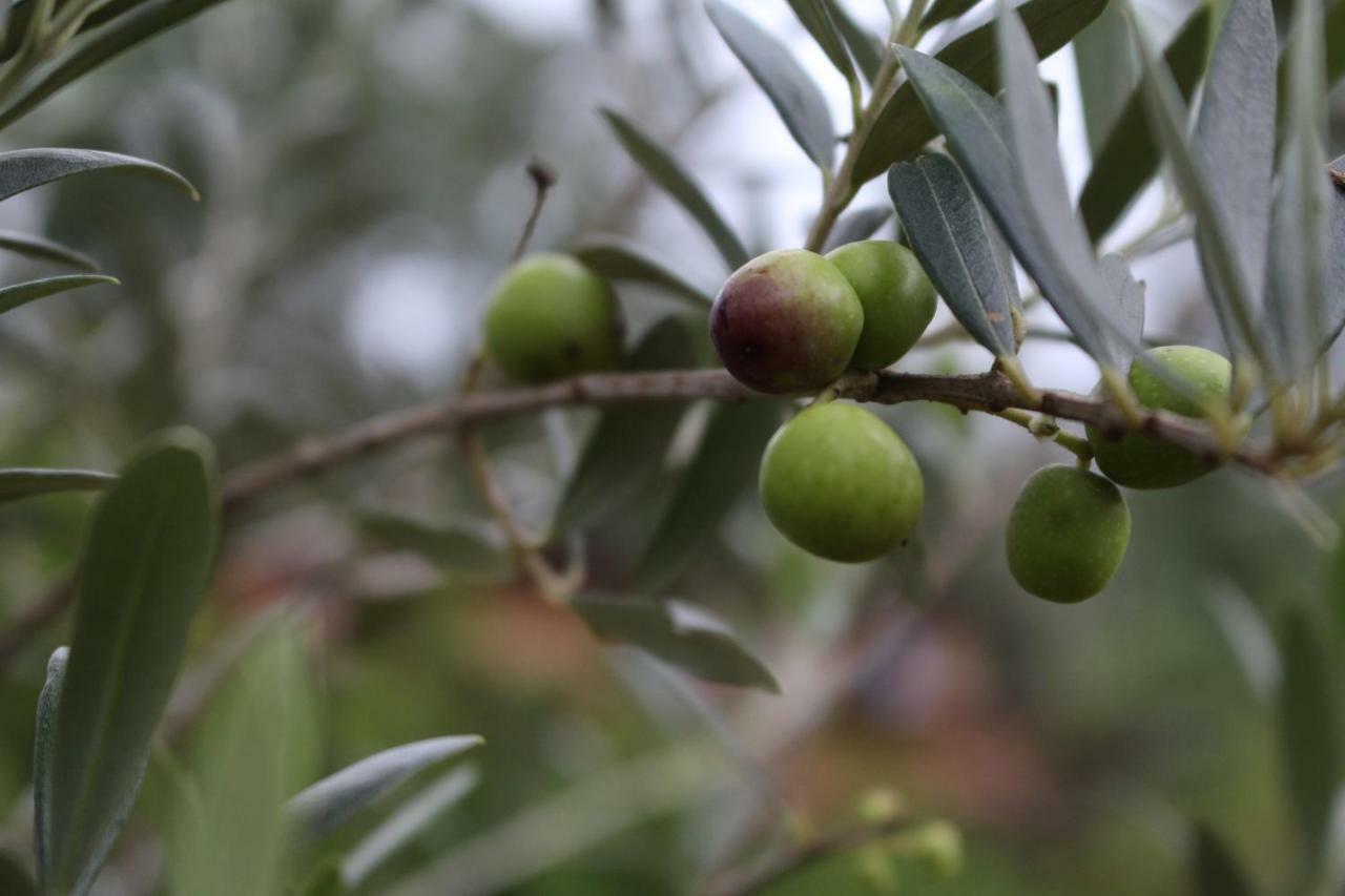 Pousada Vilarejo das Oliveiras Marmelopolis Exterior foto