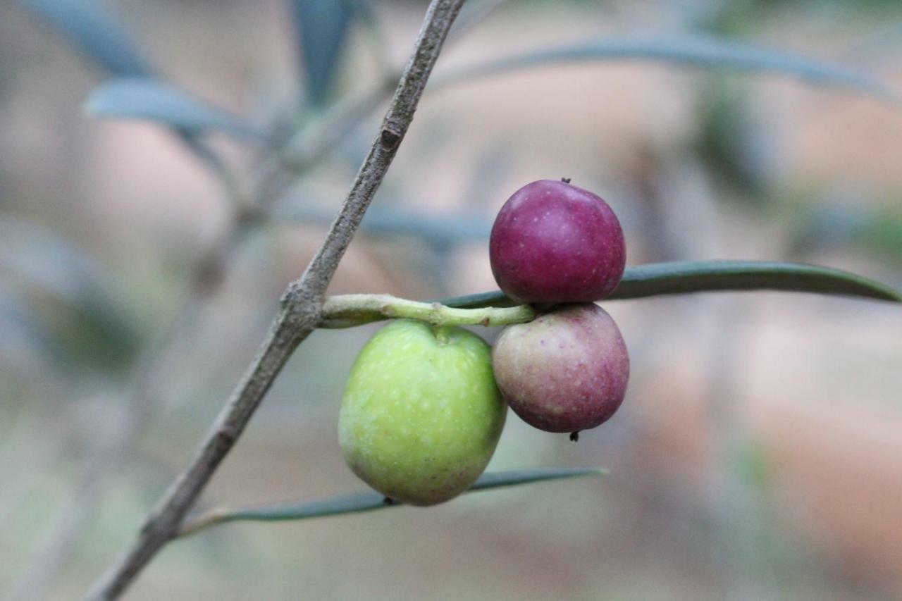 Pousada Vilarejo das Oliveiras Marmelopolis Exterior foto