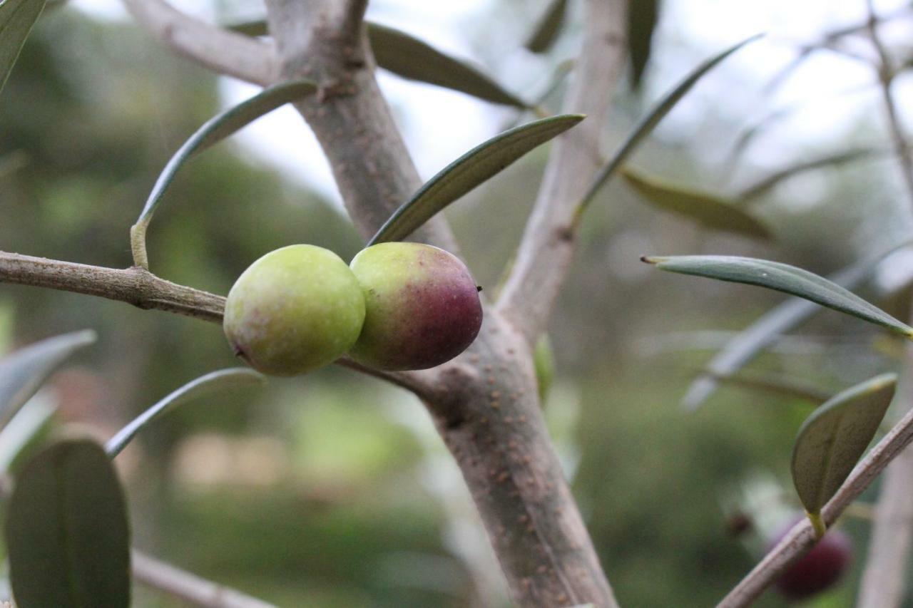 Pousada Vilarejo das Oliveiras Marmelopolis Exterior foto